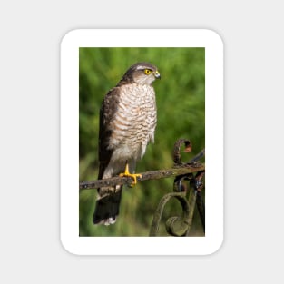 Female Sparrowhawk Hawk Bird of Prey Photo Magnet