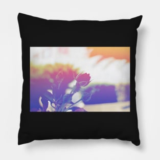 Rose in the sun Pillow