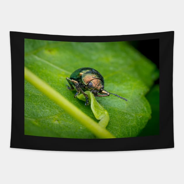 A gorgeous metallic leaf beetle (Nodina sp) munching on a leaf Tapestry by AvonPerception