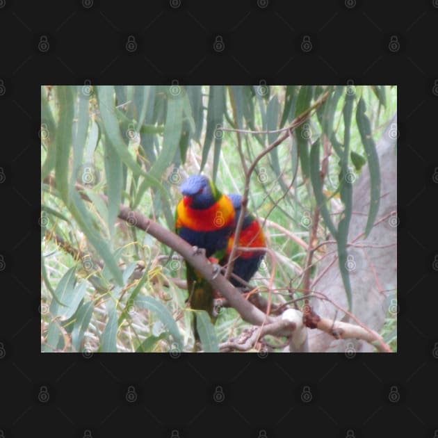 Rainbow Lorikeets by claire-l-page