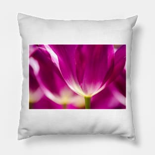 Under a Purple Tulip. Color photo by Wanda Lotus. Pillow