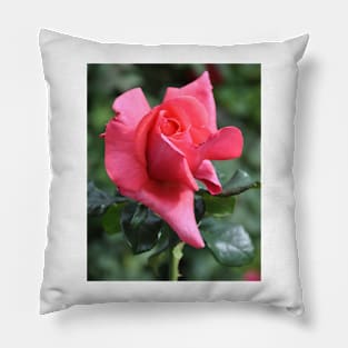 Rose Bud Pillow