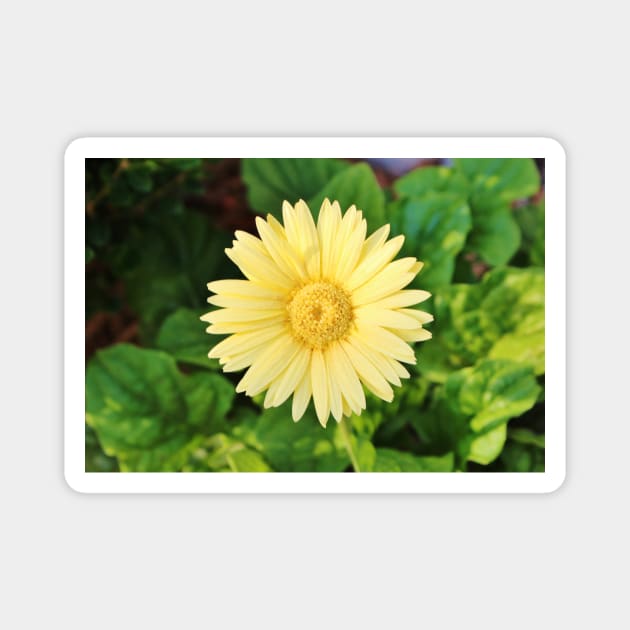 Pale Yellow Daisy Magnet by Cynthia48