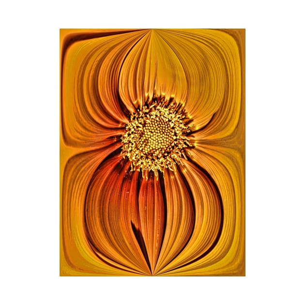 Orange Gazania Design by avrilharris