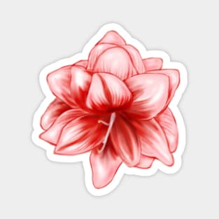 Vintage-look Pink and White Amaryllis Magnet