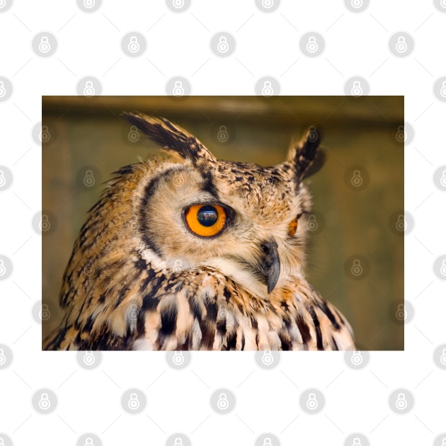 Bengali Eagle Owl by GeoffCarpenter