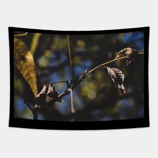 Hang Tapestry