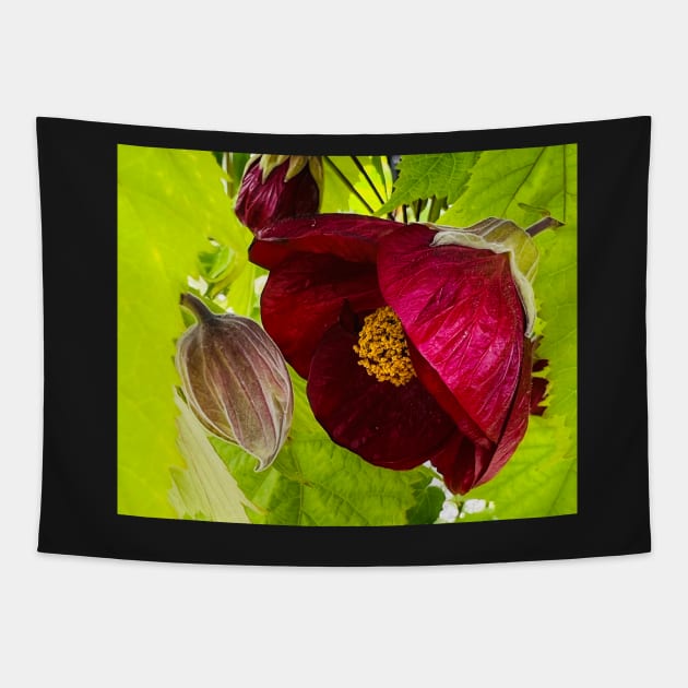 Tender Maroon Flowering Maple Tapestry by Photomersion