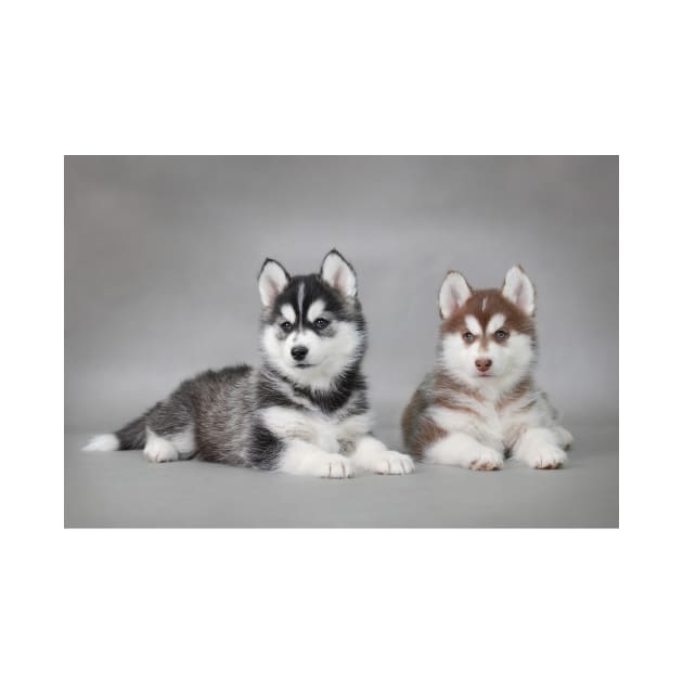 Husky puppies by PetsArt