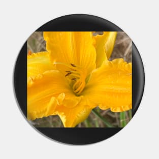 Yellow Brilliance of the Summer Lily Pin