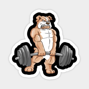 Funny bulldog as a bodybuilder Magnet