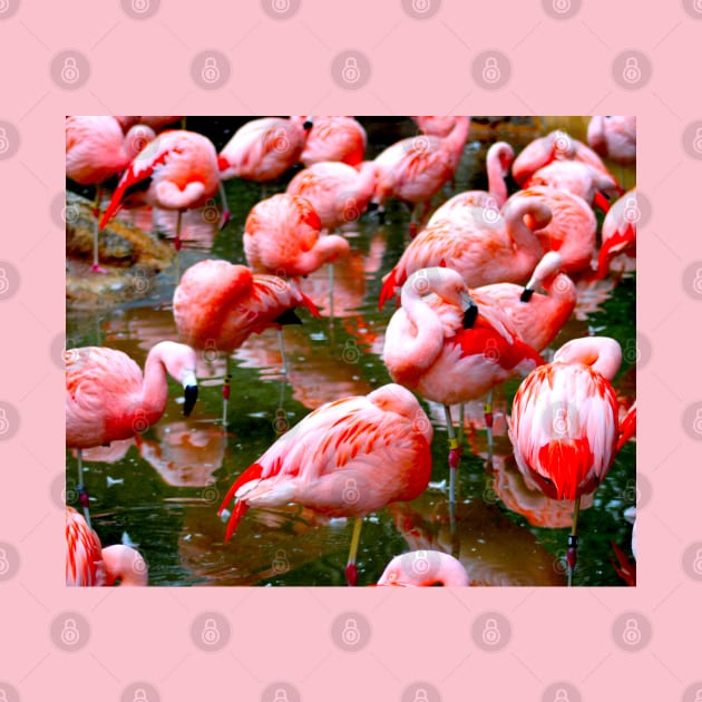 Flamingos by Art of V. Cook