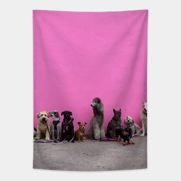 Funny photograph of dogs in a line in front of pink wall in Los Angeles Tapestry by keeplooping