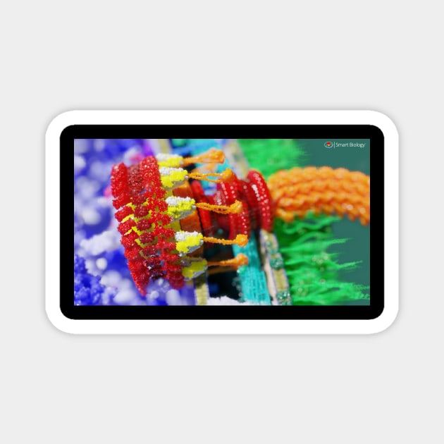 Flagellum Magnet by Smart Biology