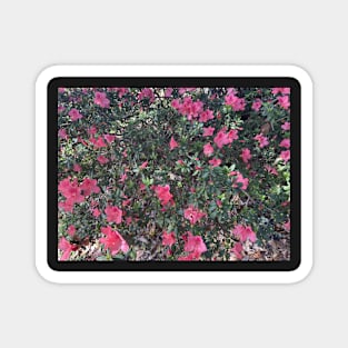 Happy Pink Azaleas Magnet