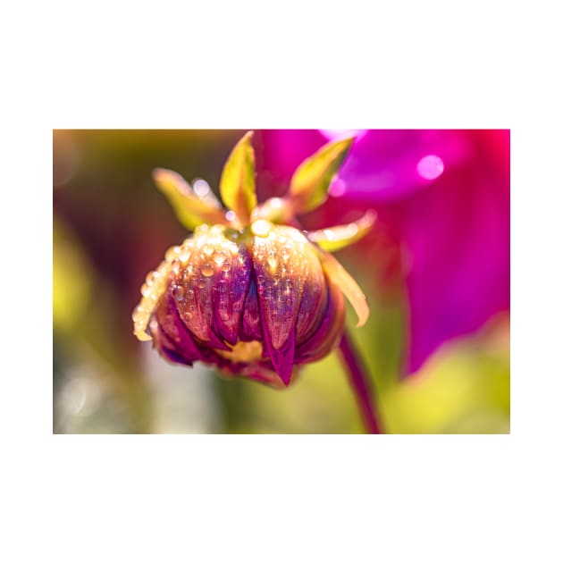 Dahlia bud with dew drops on it by blossomcophoto