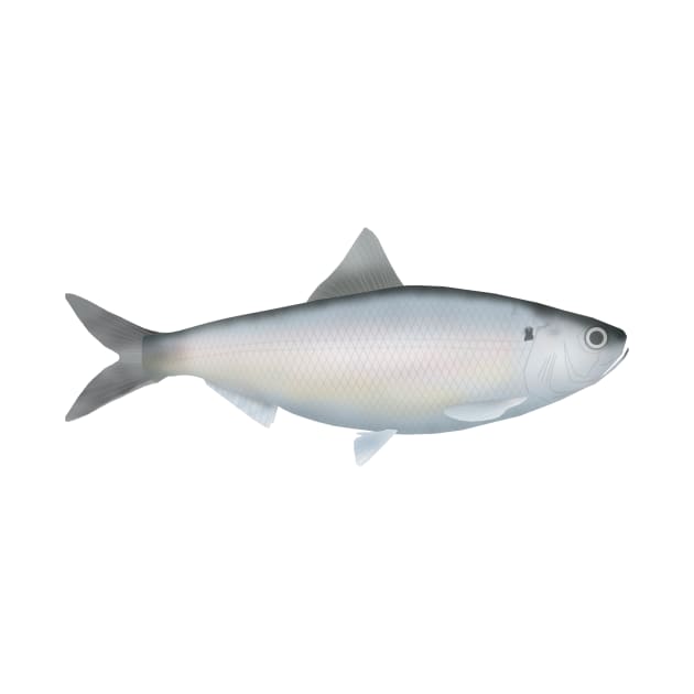 American Shad by FishFolkArt