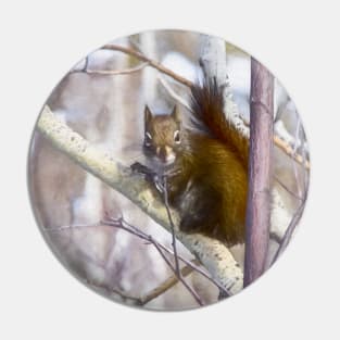 Red squirrel. "You looking at me." Pin