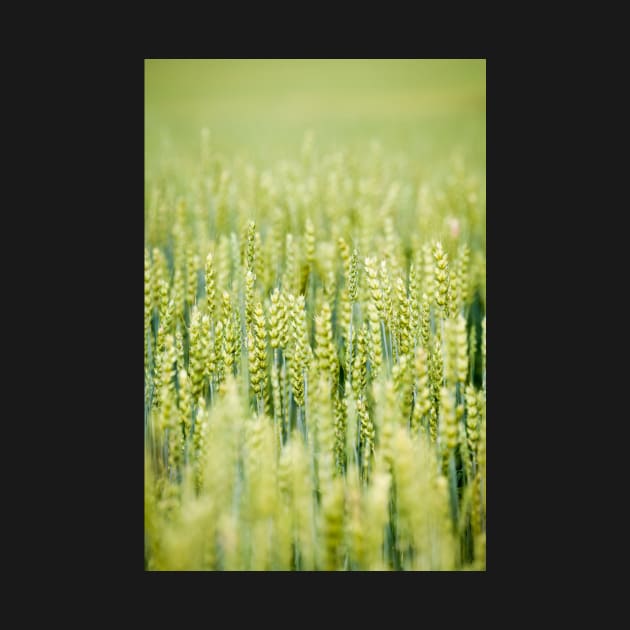 Common Wheat by ansaharju