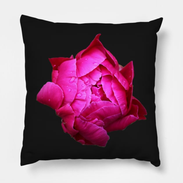 Peony Pillow by ovidiuboc