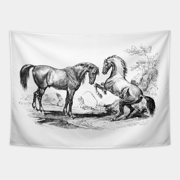 Pair of Horses Vintage Black and White Illustration Tapestry by Biophilia