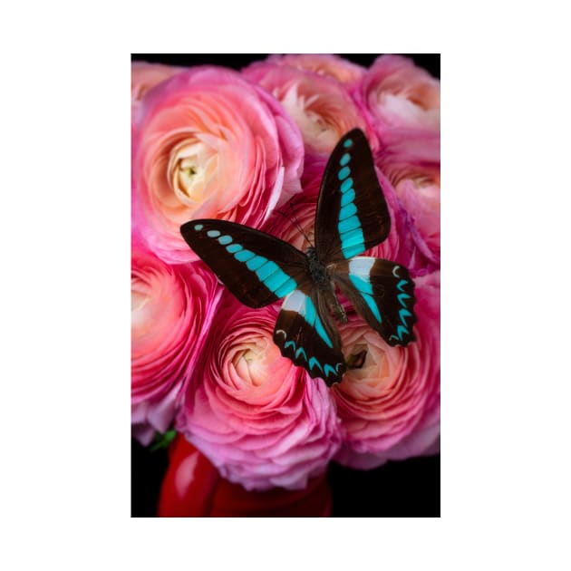 Blue Butterfly On Pink Ranunculus by photogarry