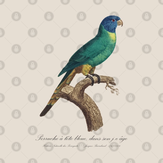 Rainbow Lorikeet juvenile / Perruche a tete bleue jeune age - 19th century Jacques Barraband Illustration by SPJE Illustration Photography