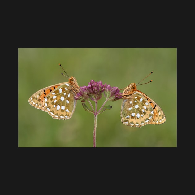 Two Dark Green Fritillary Butterflies on a Wild Marjoram Flower by TonyNorth