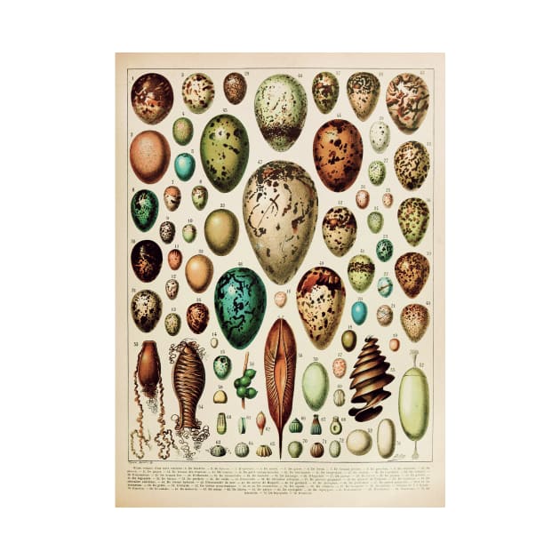 Eggs | Vintage French Biology Chart by Adolphe Millot by wildtribe