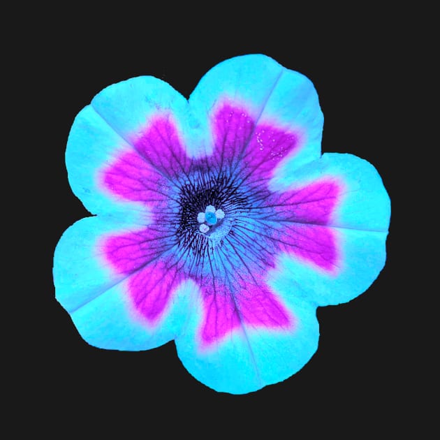 Light teal filtered flower photographic image by AustaArt