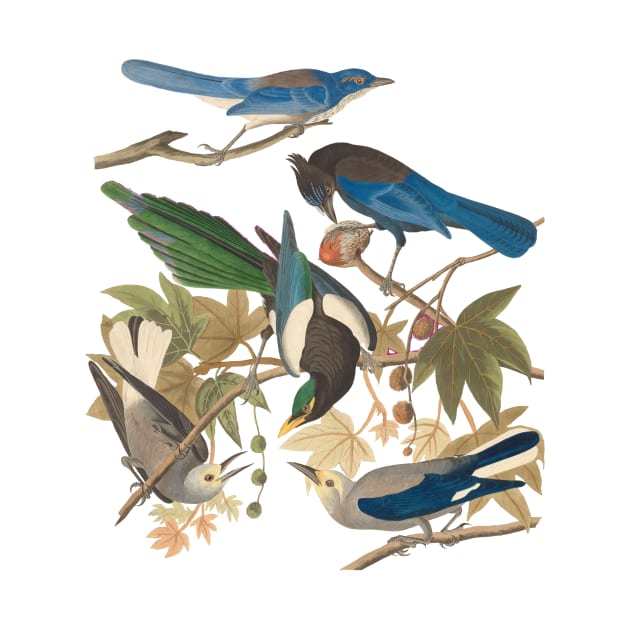 Birds of John James Audubon by KeeganCreations