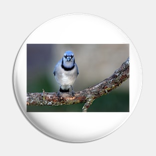 Blue Jay Pin