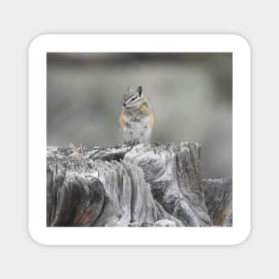 Alpine chipmunk, wildlife, gifts, cute as can be Magnet