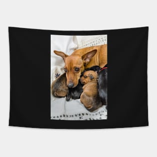 Red Miniature Pinscher mother with puppies Tapestry