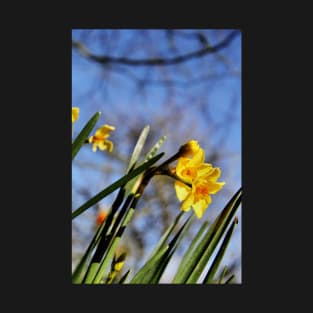 Golden Dawn Springtime Daffodil T-Shirt