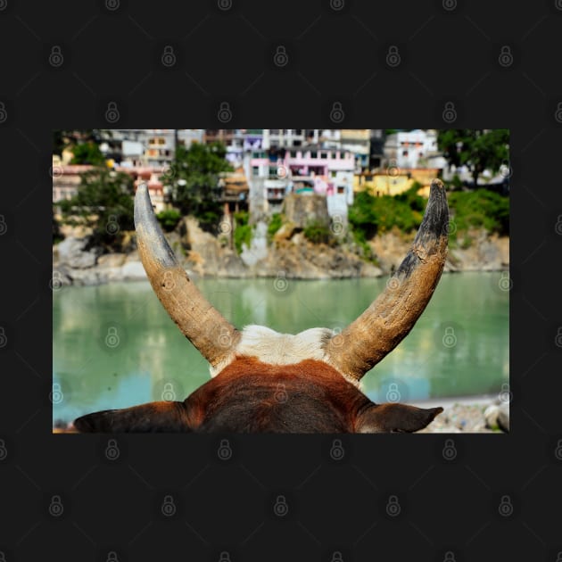 Holy Cow River Ganges Meditation by PlanetMonkey