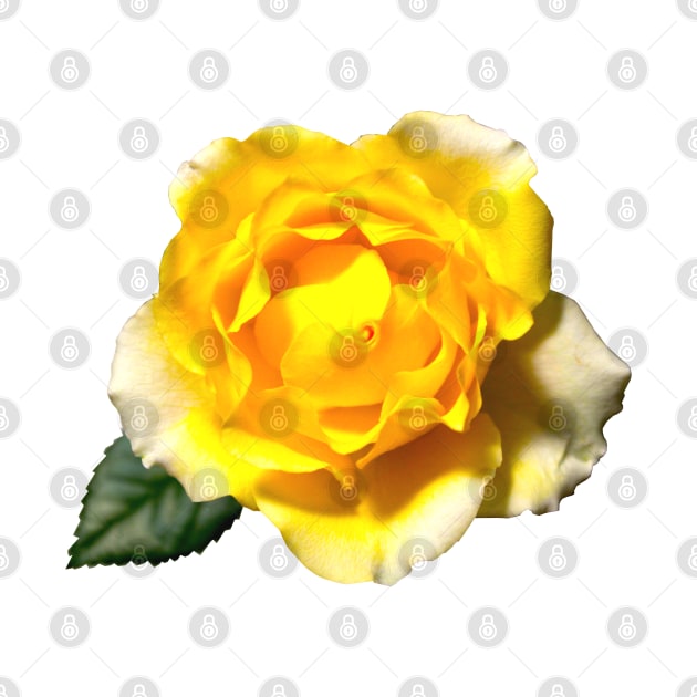 Yellow Rose by Art of V. Cook