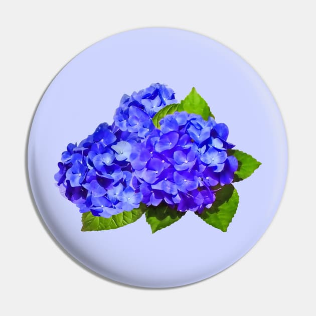 Cluster of Blue Hydrangea Pin by SusanSavad