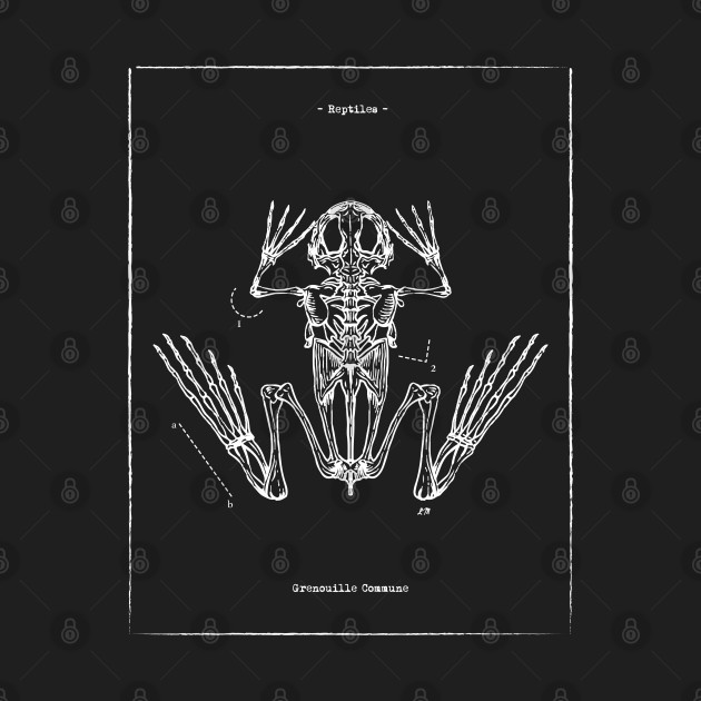 Grenouille commune - Anatomy - Phone Case