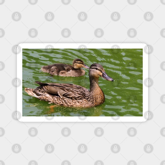 Mother Mallard Duck With Its Baby Magnet by BackyardBirder