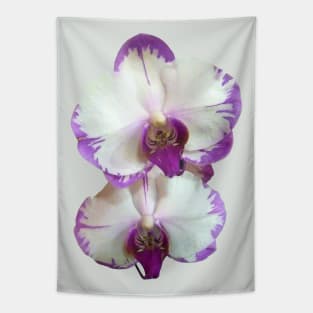 White Phalaenopsis Orchids With Purple Edges Tapestry