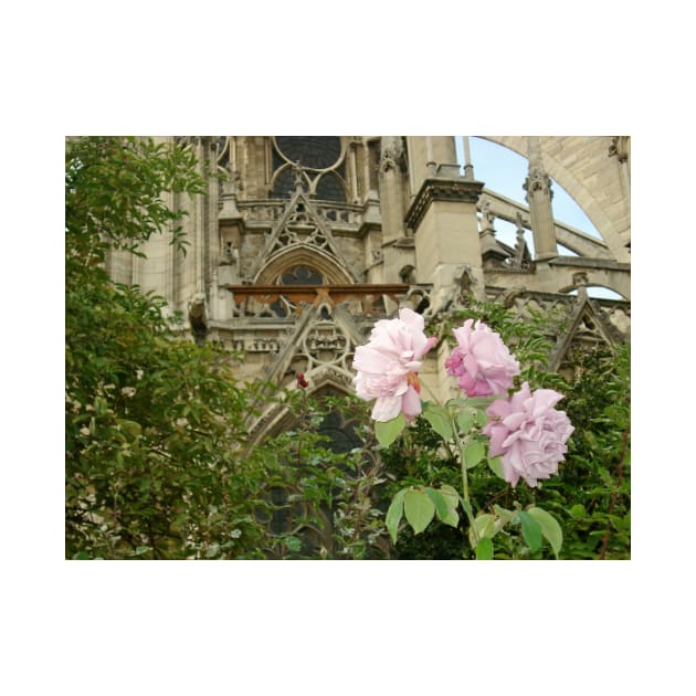 Paris Notre Dame de Paris Pink Rose Bush by BlackBeret