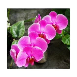 Fuchsia Pink Tropical Orchid Flowers near Waterfall T-Shirt