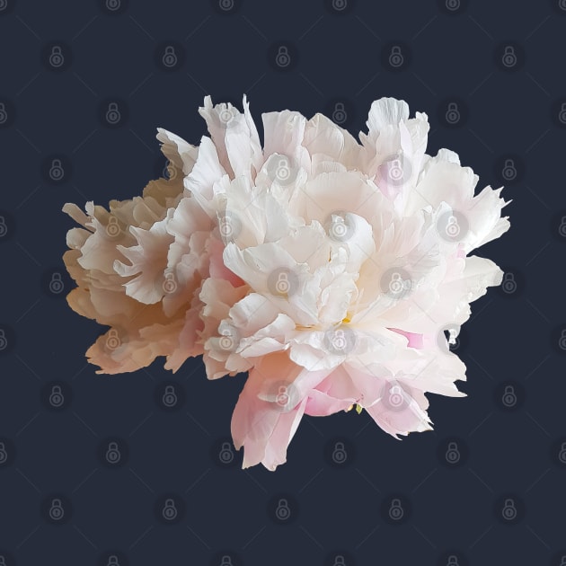 Pink Peony Flower Photo Cutout by ellenhenryart