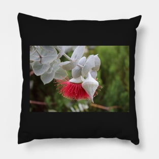 Rose Mallee Pillow