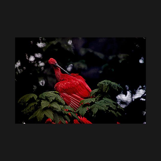 Scarlet Ibis by Ladymoose