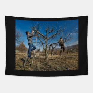 Pruning apple trees Tapestry