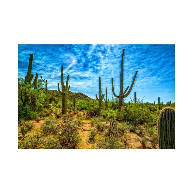 Saguaro National Park by Gestalt Imagery