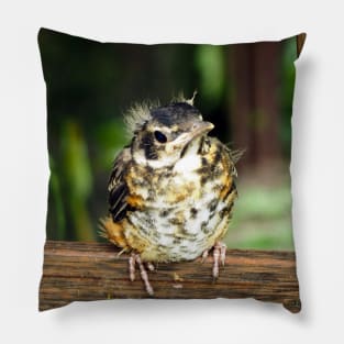 Young American Robin Perching Pillow