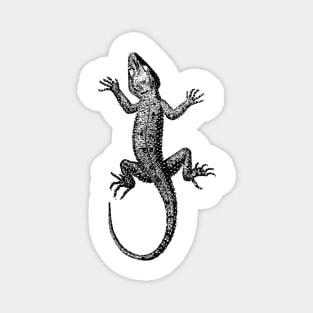 Lizard Magnet